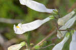 Eastern whiteflower beardtongue